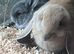 Very sweet Rabbits