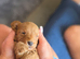 Cavapoo puppies