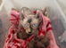 Beautiful Pedigree Sphynx Kittens – Looking for Their Forever Homes