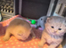 Stunning British Shorthair Kittens – Lilac & Blue (Grey) Girls
