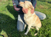 PANDORA (DORA) &ndash; A Beautiful Soul Looking for Her Perfect Forever Home ️