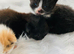 Adorable kittens