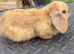 Mini Lop for sale