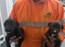 Beddy greyhound pups