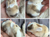 Pure bred quality mini lops