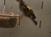 Goldfinch cock bird small p throut
