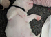 Albino pug/shitzu 4 month old