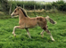 RHYDFENDIGAID SANDRA , welsh sec c filly