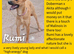 Can anyone offer a loving home to one of these rescue dogs?