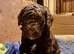 Sproodle x Cockapoo