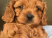 F1 Red Cavapoo pups