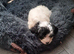 Cockapoo puppies