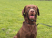 Beautiful Goldador Puppies