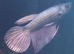 Half moon male and female bettas