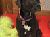 Female Labrador x Neopolatin mastiff