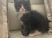 Grey/white Mainecoon x Ragdoll male kitten
