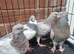 Beautiful Quality Pigeons &ndash; Ready for New Homes