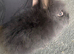 Beautiful lionhead doe ( girl )