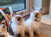 Beautiful GCCF Registered Ragdoll Kittens.