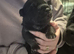 1 beautiful girl pup avaliable