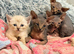 Mixed Sphynx kittens - Ready now!