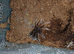 Rare! Lyrognathus Giannisposatoi - Sumatran stoutleg tarantula