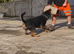 Stunning male Rottweiler x for stud