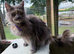 Maine Coon Female - Blue Smoke