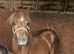 Chestnut welsh section A Colt