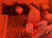 Beautiful white jumbo Quail chicks