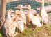 *edited, now outside*Indian Runner duckling FEMALES