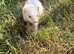 Micro ferrets / Micro crosses