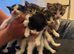 5 Gorgeous Long Hair Kitties For Sale