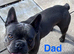 8 weeks old Blue French Bulldog puppies