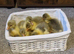 Embden Goslings