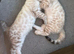 Snow bengal kittens one boy and one girl