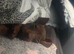 Miniature dachshund