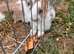 Male Rabbits