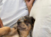 Black Merle chihuahua available