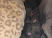 Beautiful puppy pit corso”s ready to leave around 24 July only 3 bitches left