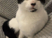 2 Beautiful 6 year old male cats