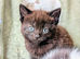 British Blue x kittens, flead/wormed/litter trained/socialised/ From £80