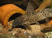 4 sydontis ,featherfin catfish ,4 to 6 inches