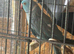Male Indian ringneck