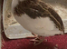 Quail