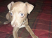 Italian greyhound puppies