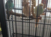 One pair of kakarikies just 2 years no offers contact through site