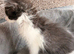 Full breed Siberian kittens