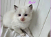 Pure Ragdoll kittens.