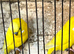 Yellow pair buddies